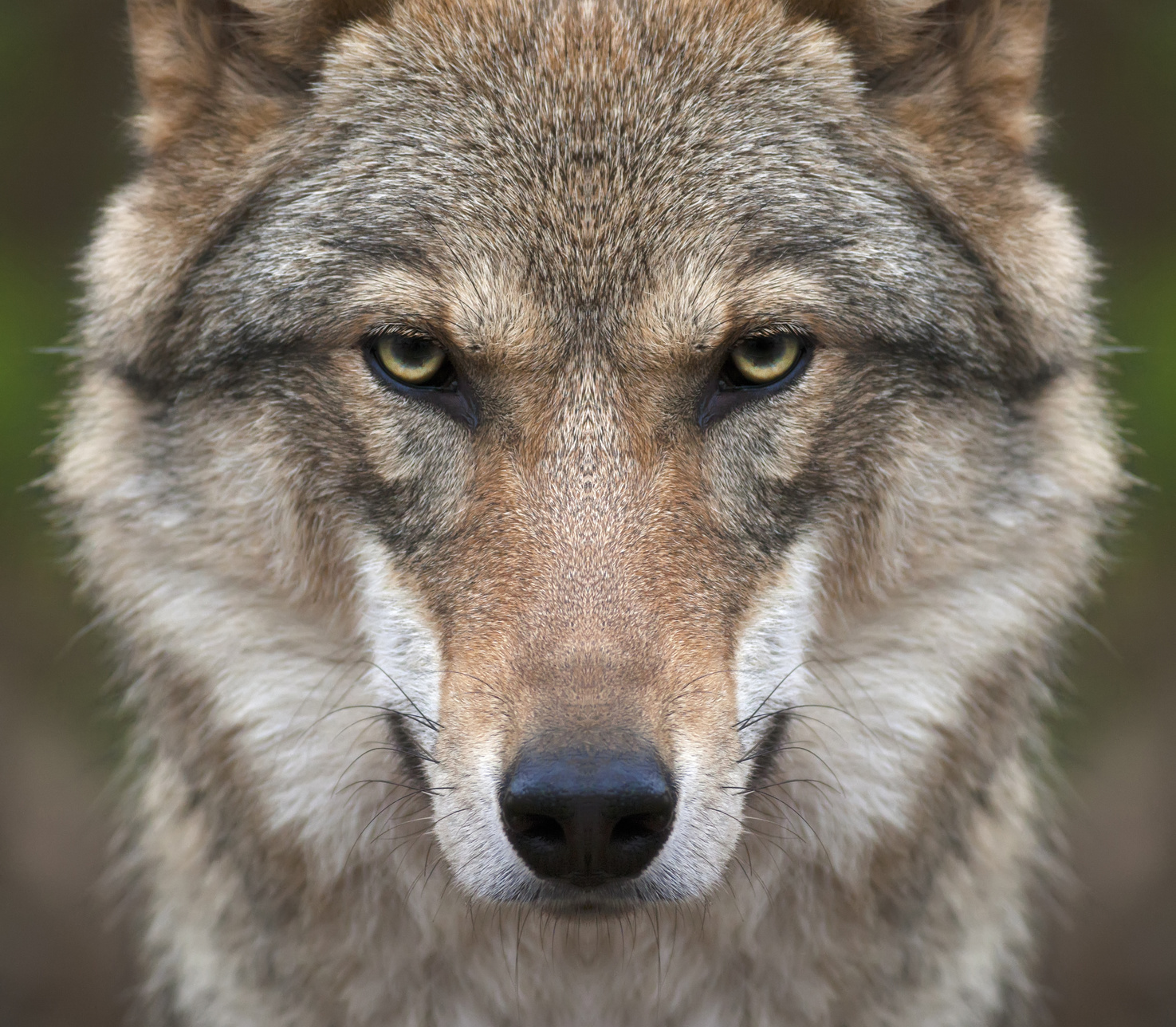 Unterschreiben auch Sie die Petition der AKK gegen die Streichung der Zollibeiträge!